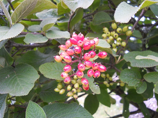 Viburnum lantana